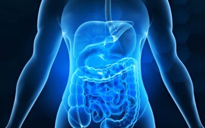 Digestion : les bienfaits des plantes aromatiques
