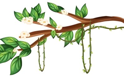 Les Jeunes Pousses : Acheter une plante, cultiver un projet