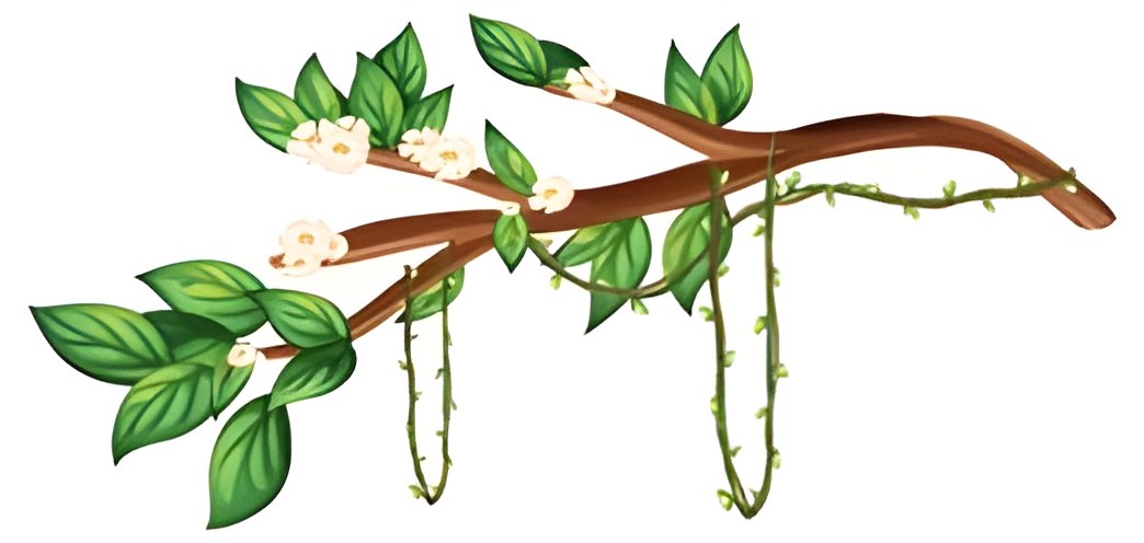 Les Jeunes Pousses : Acheter une plante, cultiver un projet