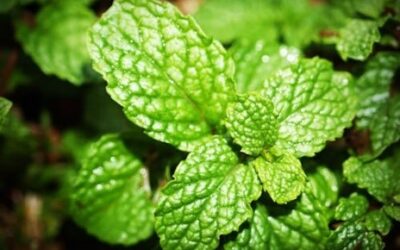 La menthe : la petite feuille aux grands pouvoirs