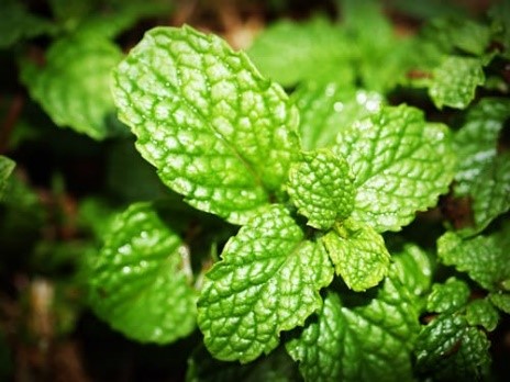 La menthe : la petite feuille aux grands pouvoirs
